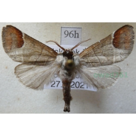 Clostera curtula (Linnaeus, 1758) male Wzjeżka łozówka Poland96h